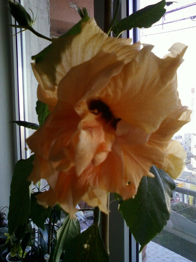 13 nov 2012-flori 001