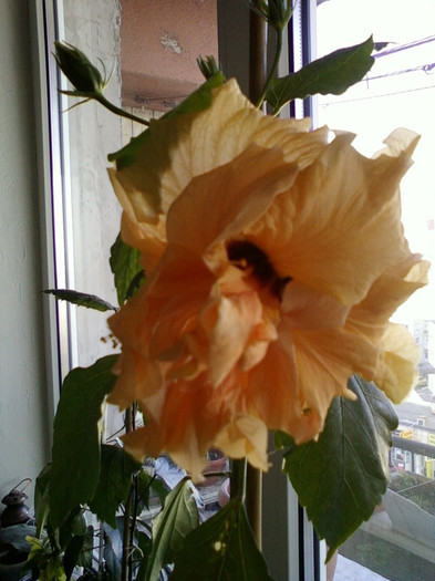 13 nov 2012-flori 003