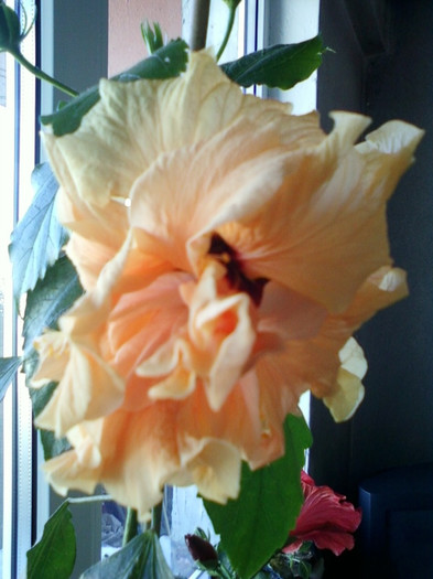 13 nov 2012-flori 005