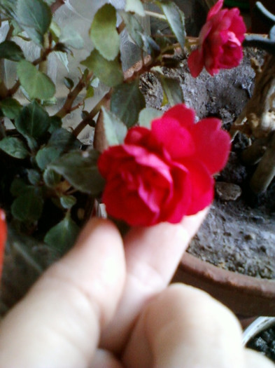 impatiens rosu batut - noiembrie 2012