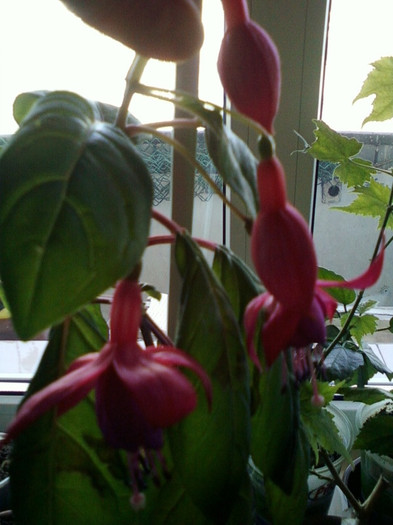 13 nov 2012-flori 021