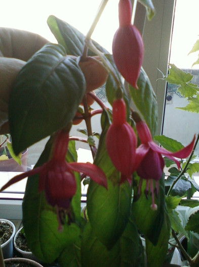 fuchsia - noiembrie 2012