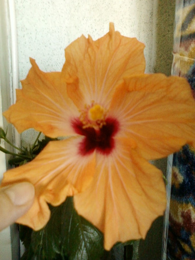 hibi holliday yellow