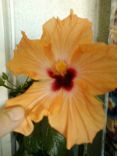 13 nov 2012-flori 033