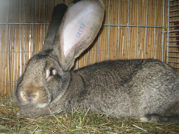 austellung-nov 137 - E-54-nov --2011-2012-2013-2014