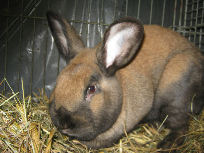 rasa thuringer - E-54-nov --2011-2012-2013-2014