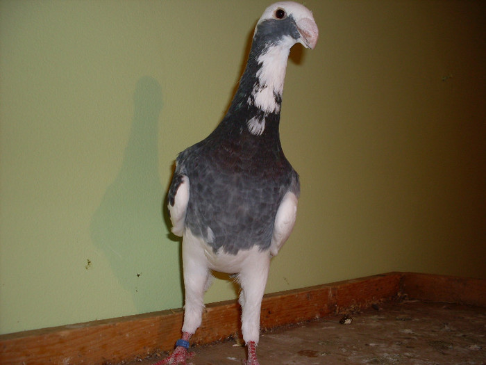 MASCUL OVIDIU CT 2012 - Voiajori germani pe 2013