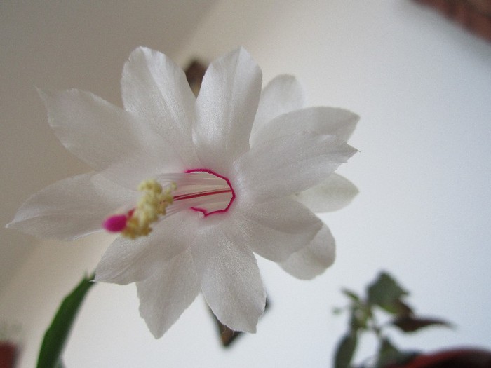 Schlumbergera