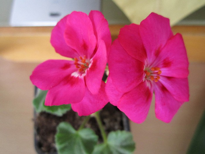 Muscata