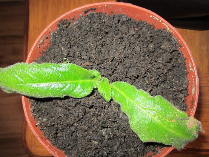 Streptocarpus -  Multumesc elluta