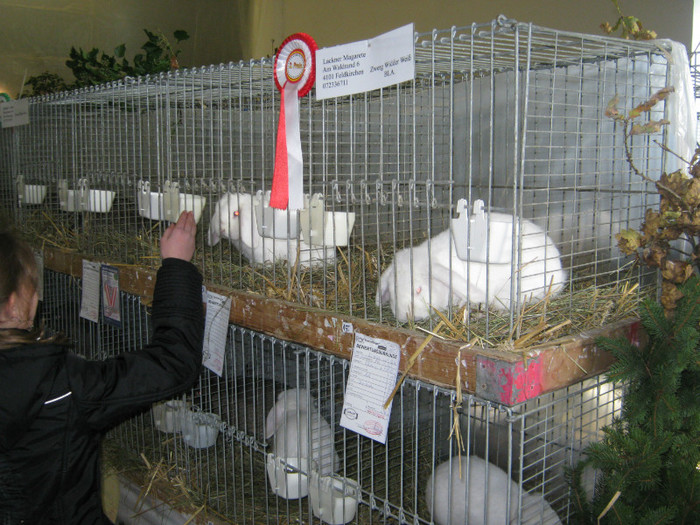 austellung-nov 106 - E-54-nov --2011-2012-2013-2014