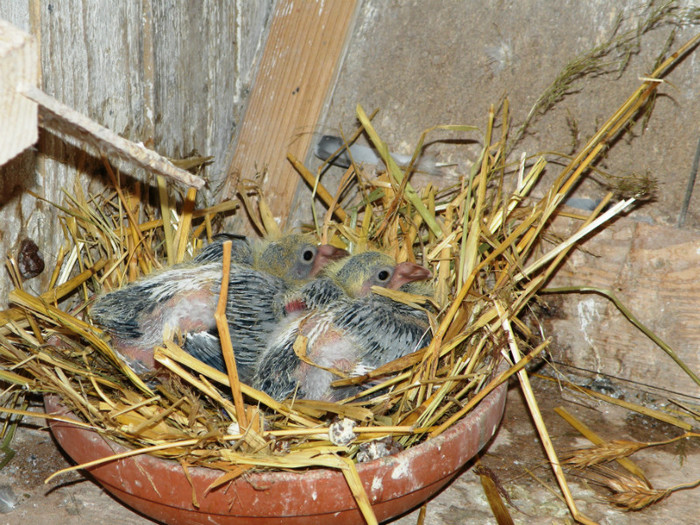 tardivi super consangvini 2012 - porumbei reproductie