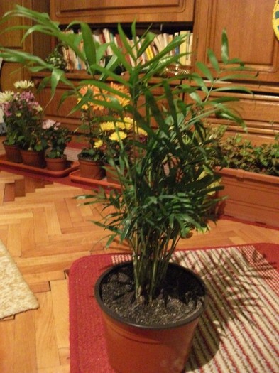  - Plante decorative