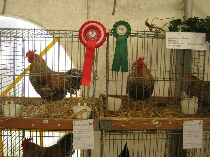 austellung-nov 127
