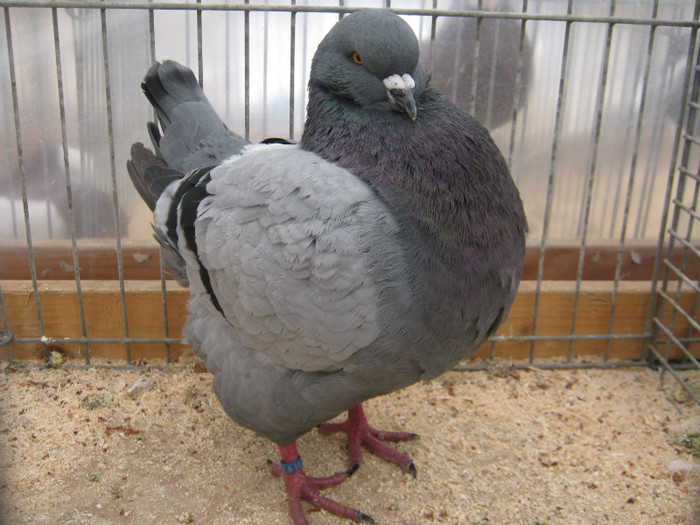 austellung-nov 131 - E-54-nov --2011-2012-2013-2014