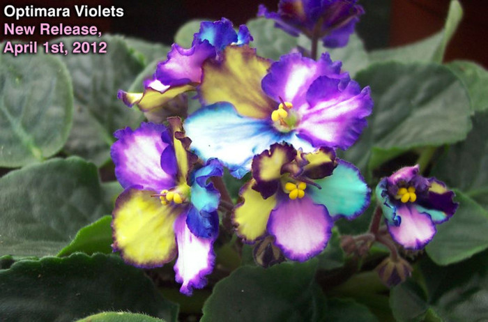 Noua versiune Optimara - z-diverse