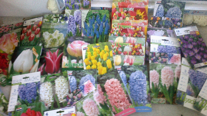 2012-11-11-131; Colec%u021Bia de prim%u0103var%u0103 
