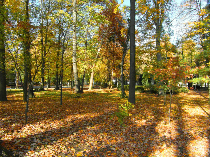 SAM_3778 - Parcul Zavoi toamna