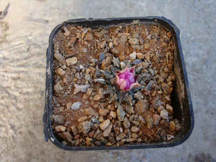 Ariocarpus kotschoubeyanus v. macdowelii     (Marsh. ex Krainz) Krainz - Genul Ariocarpus