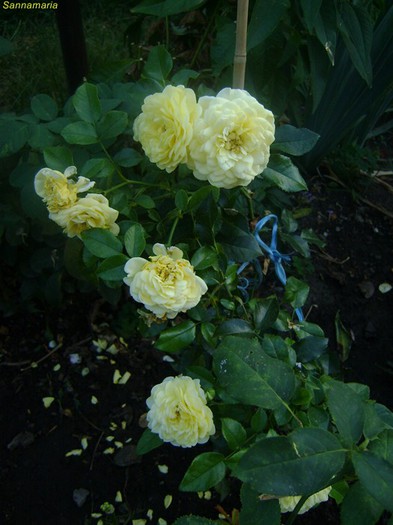 solero