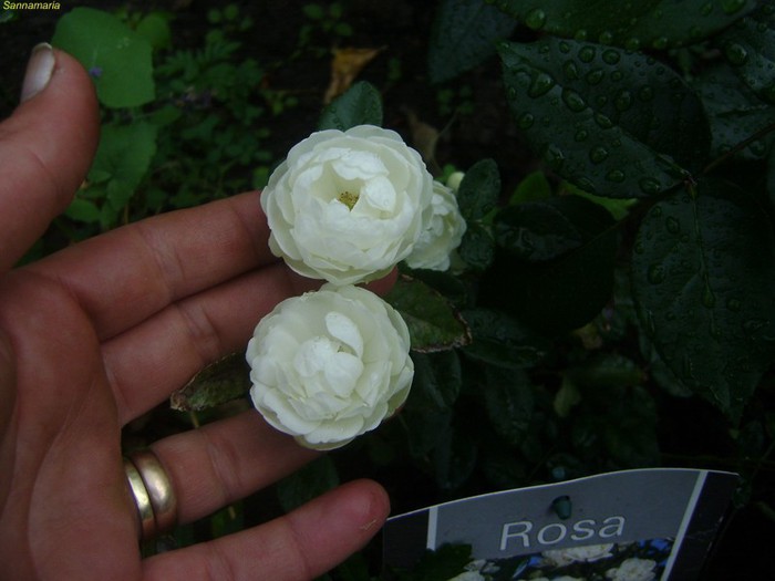 morsdag alb - trandafiri 2012