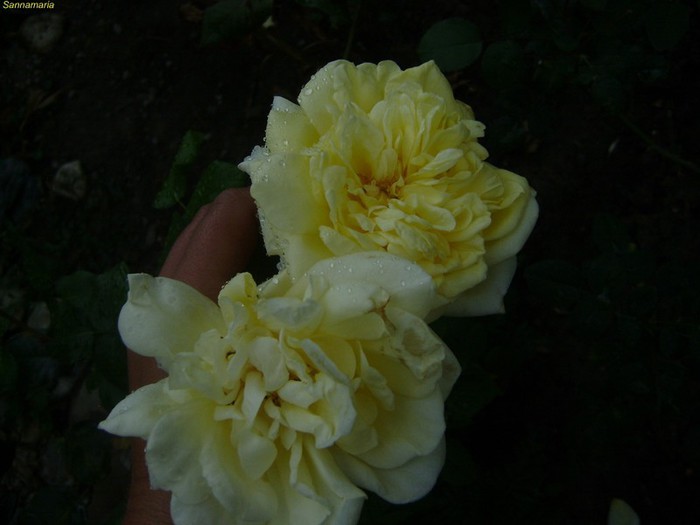 DSC07967 - trandafiri 2012