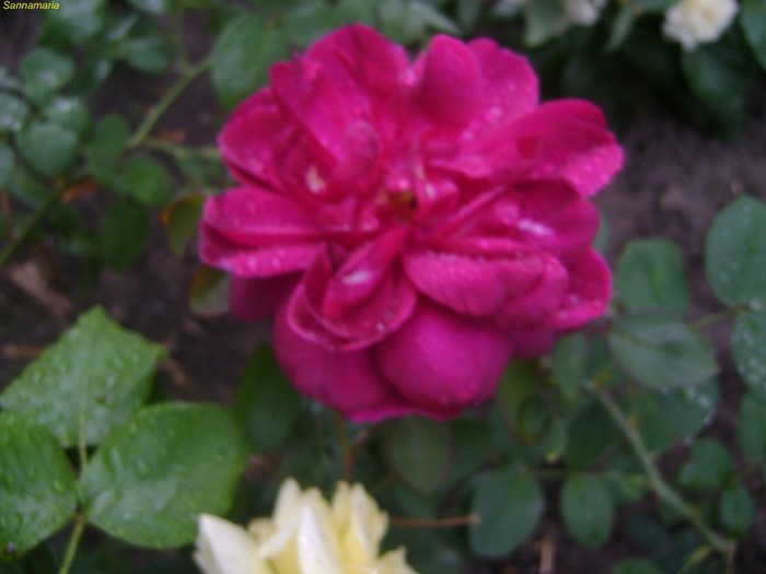 DSC07968 - trandafiri 2012