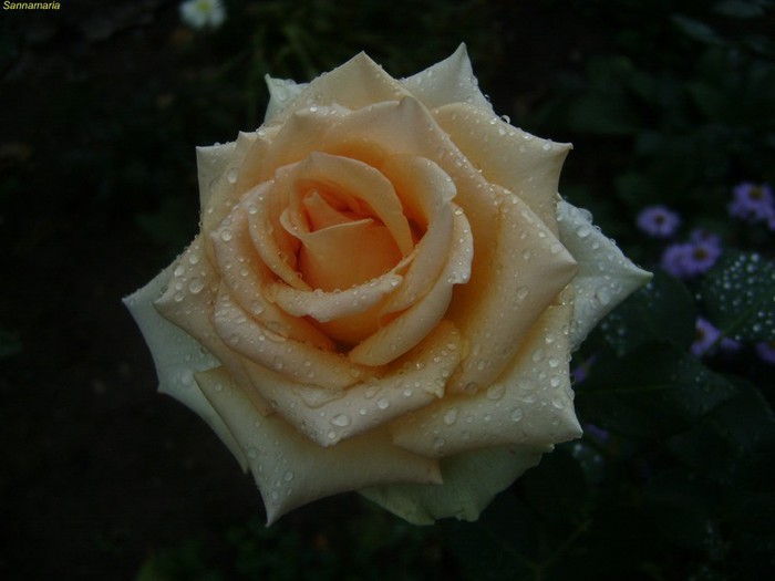 DSC07974 - trandafiri 2012