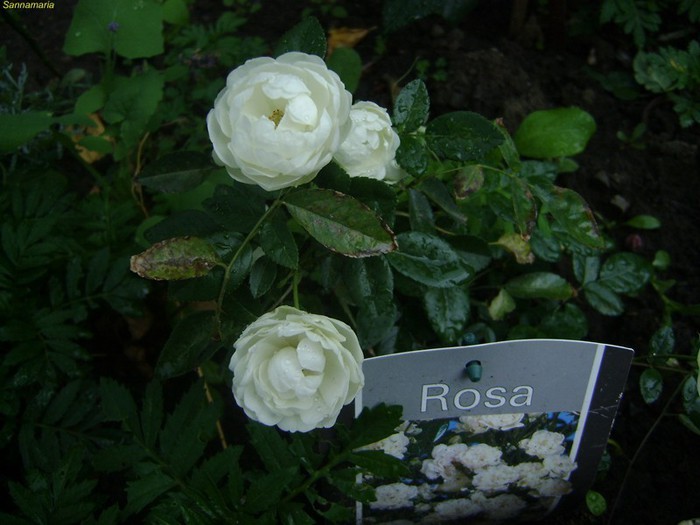 DSC07963 - trandafiri 2012
