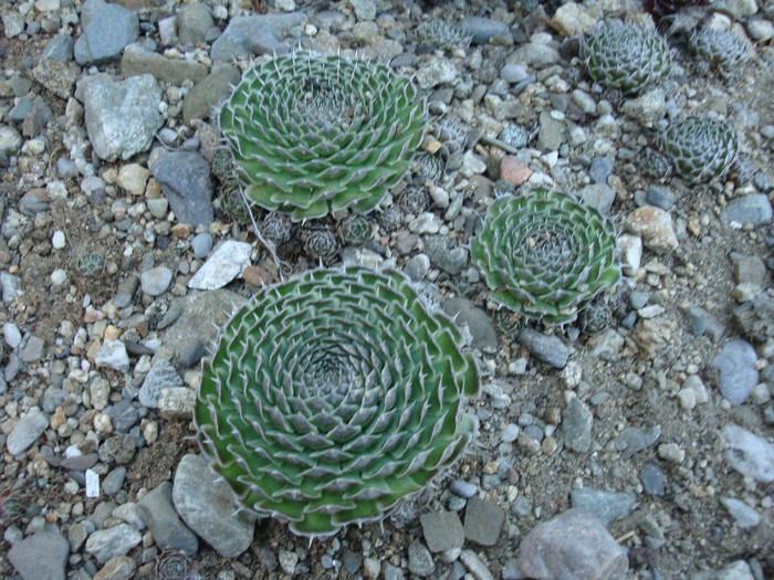 Orostachys spinosa     (L.) Sweet 1830; Origine: Asia centrala și răsăriteană (Rusia, Mongolia, Coreea, China) -40°C
