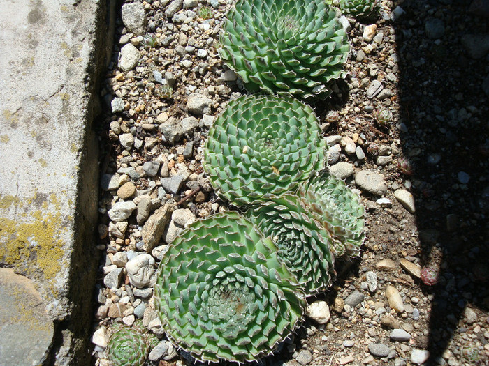 Orostachys spinosa    (L.) Sweet 1830; Origine: Asia centrala și răsăriteană (Rusia, Mongolia, Coreea, China) -40°C
