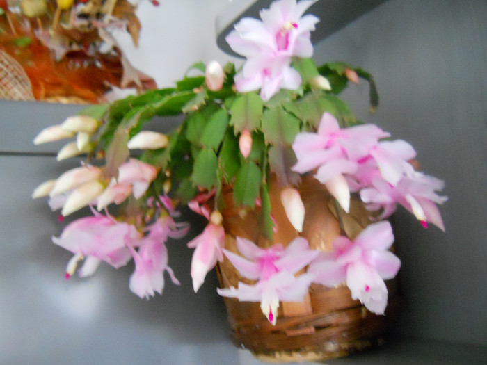 DSCN0089 - schlumbergera