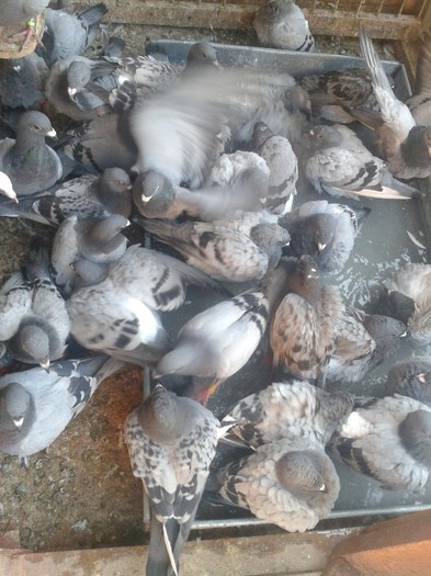 2012-08-26 11.54.59; poru la baie
