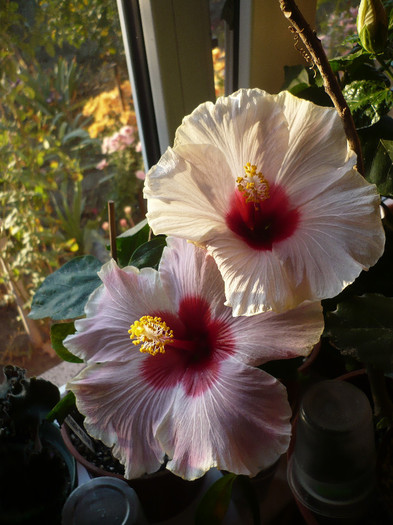 14.11.2012 - HIBISCUSI 2012-7