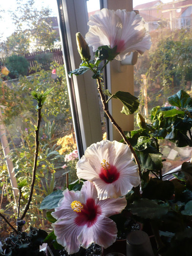 P1180899 - HIBISCUSI 2012-7