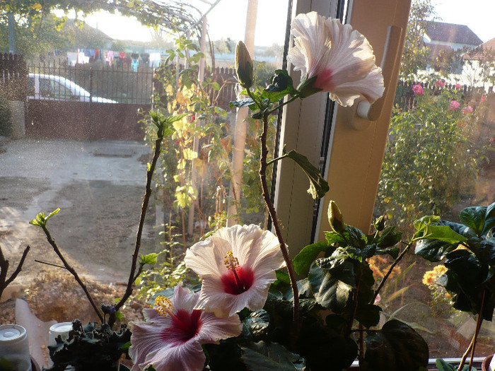 P1180900 - HIBISCUSI 2012-7