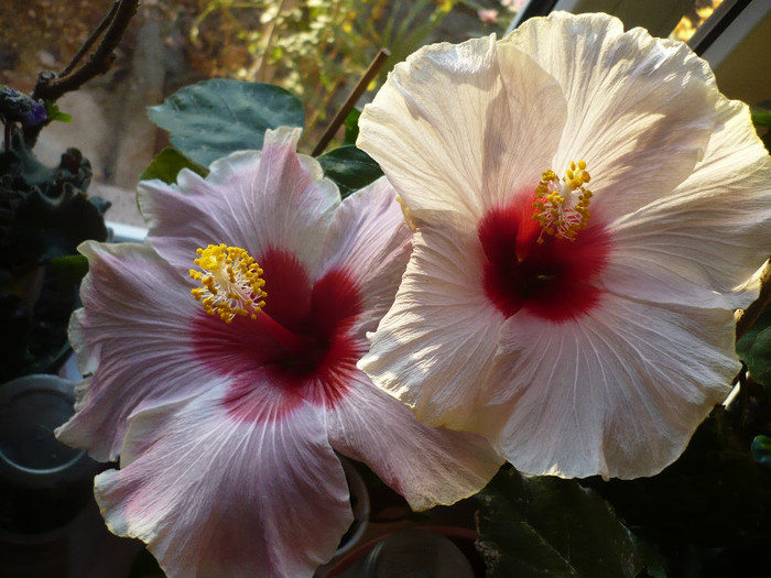 P1180901 - HIBISCUSI 2012-7