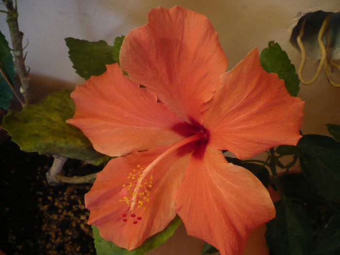 P1180902 - HIBISCUSI 2012-7