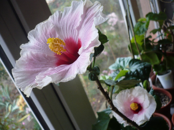 P1180904 - HIBISCUSI 2012-7