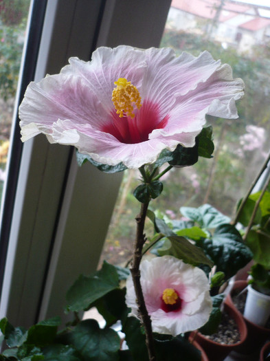 P1180906 - HIBISCUSI 2012-7