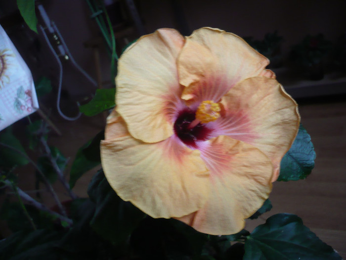 P1180907 - HIBISCUSI 2012-7