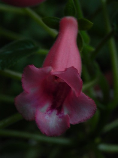 Amanda`s penny - Sinningia