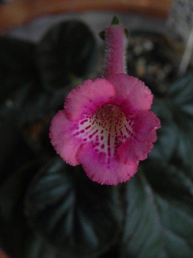 Ozark jumbo sundae (first bloom) - Sinningia