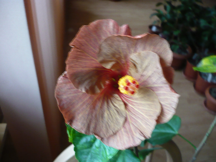P1180919 - HIBISCUSI 2012-7