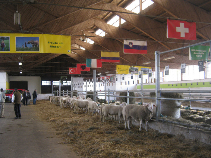 austellung-nov11-2012 licitatie