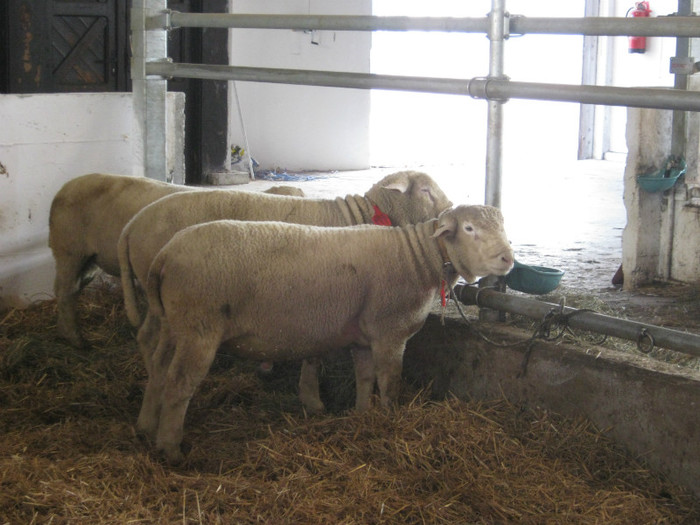 ille de frence -Wakolbinger