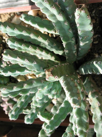 IMG_6447 - EUPHORBIA - album foto 2
