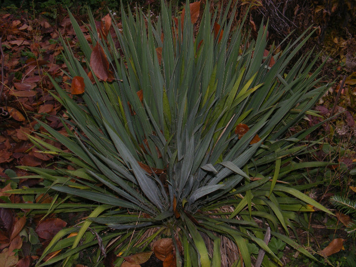 DSCF3327 - Yucca de gradina