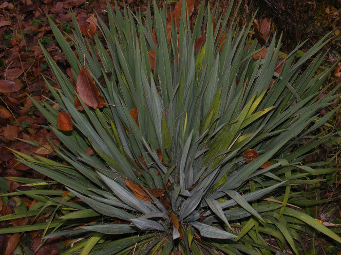 DSCF3329 - Yucca de gradina