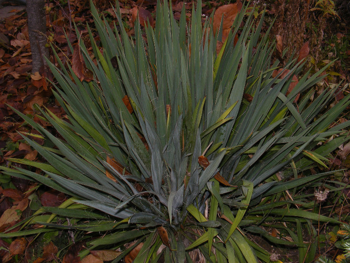 DSCF3330 - Yucca de gradina